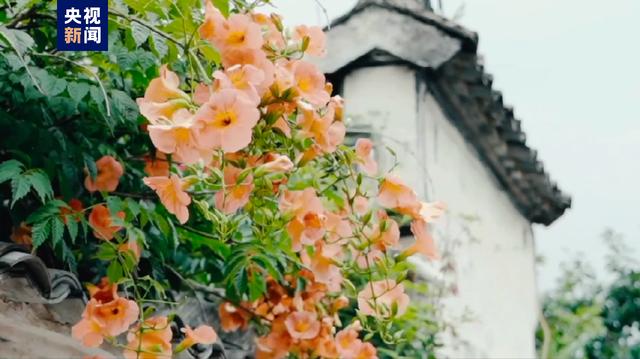 茹字的五行属性是什么和什么茹字的五行属性是什么呢
