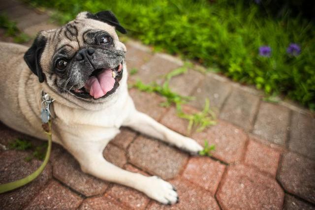 中型犬品种大全图片_长毛中型犬品种大全图片及价格