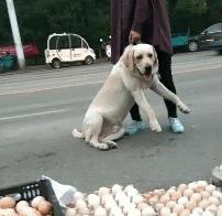 中型犬品种大全图片中型犬品种大全图片名称