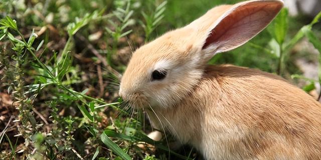 兔子为什么叫兔子-有关兔子的来历传说