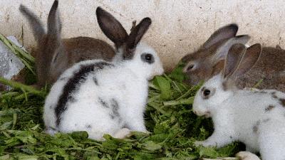 吃草就长肉，繁殖能力惊人，为什么兔肉没有成为人类的主要肉类？