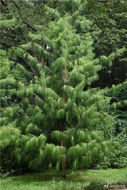 洪荒十大先天本源神树