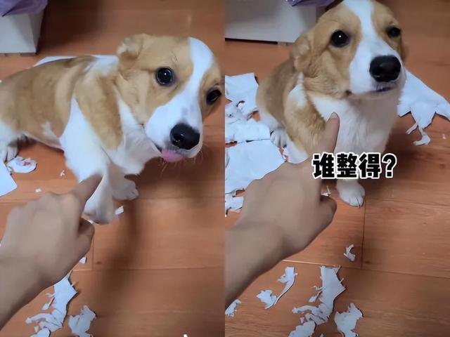 柯基犬有8种“性格属性”，你家狗属于哪一种？