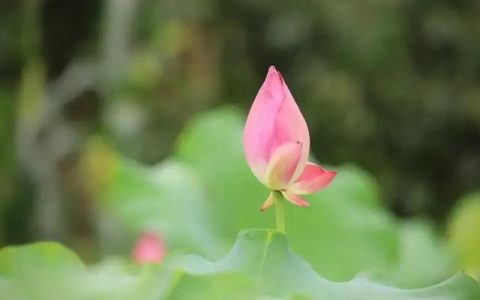 《道德经》：自爱不自贵