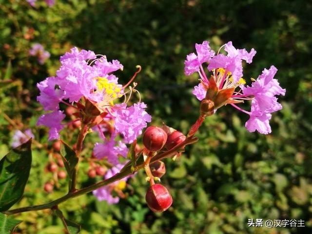 馨字五行属什么行书馨字属于五行属什么行