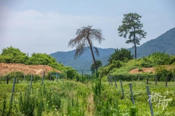南宋帝陵为何选在绍兴？葬了7个皇帝为什么叫“宋六陵”