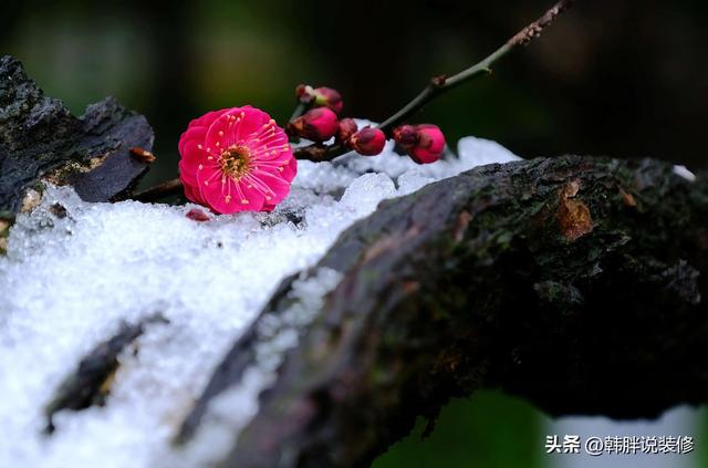 桂的五行属性是属什么？桂的五行属性是什么！