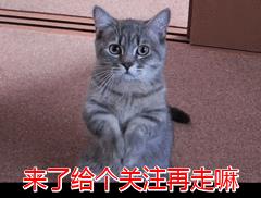 猫字的笔画顺序怎么写，猫字的笔画顺序视频